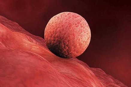 今年泰国有做三代试管婴儿成功的吗？